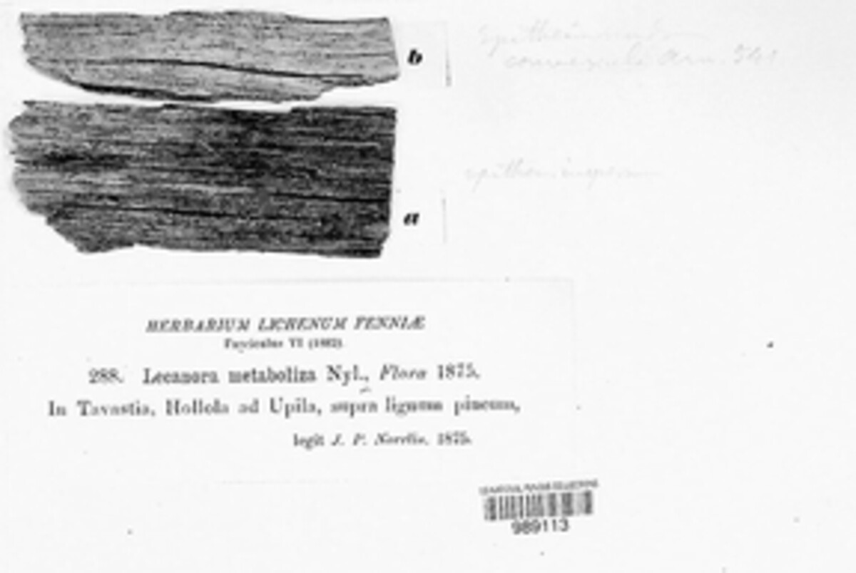 Lecanora metaboliza image